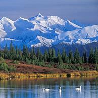 De bergen van de Alaska Range en Wonder Lake met Kleine zwanen (Cygnus columbianus) in het Denali NP, Alaska, USA
<BR><BR>Zie ook www.arterra.be</P>